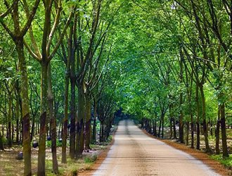 EUDR法案执行方案调整 天然胶面临供应格局变化