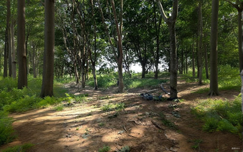 柬埔寨1-9月橡胶出口额超14亿美元 同比增37.7%