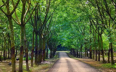 科特迪瓦1-10月天然胶出口138万吨同比增13.8%