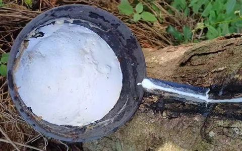 海南天然胶水收购价15800元 云南原料价格稳定