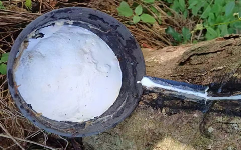 天然胶四季度震荡延续 泰国胶水价涨至56.7泰铢