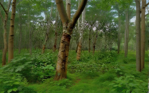 印尼1-10月橡胶出口143万吨 对华贸易额大涨