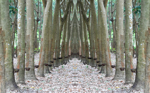 泰国延长橡胶贷款支持计划至2028年3月