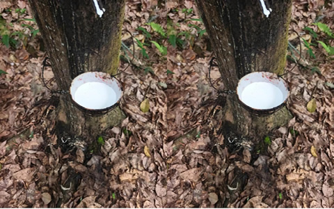 海南天然乳胶产量降30% 胶水干含降至22%-24%