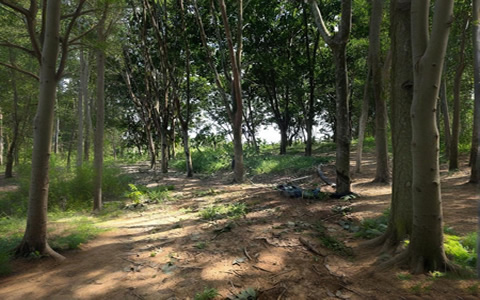 泰国印尼越南等国天然胶出口差异较大