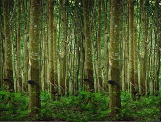 缅甸橡胶出口强劲 9个月收入超3亿美元