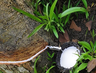 非洲天然胶原料胶水价格14.2-14.3元