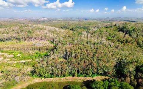 海南橡胶获保险赔款及征地补助合计约0.26亿元