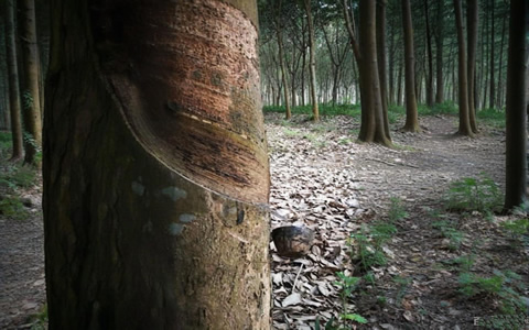 马来西亚启动3月份沙砂两州橡胶生产补贴计划