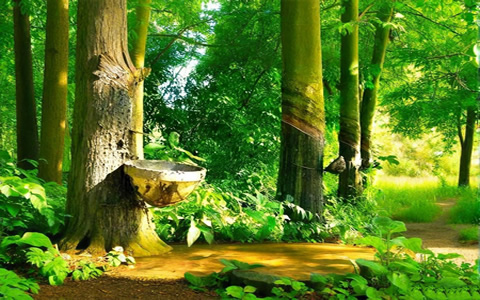 马来西亚天胶产业供需双降 二月产量出口显著收缩